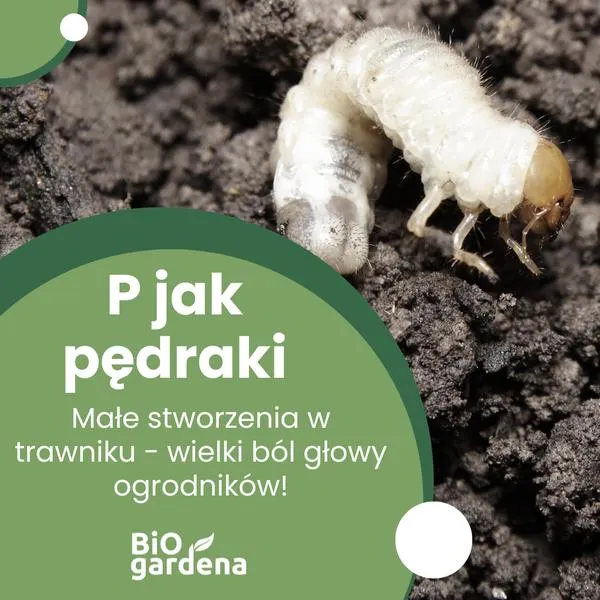 Pędraki w ogrodzie