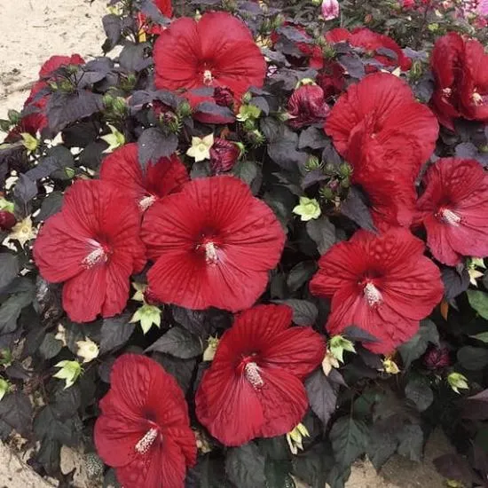 Pielęgnacja hibiskusa