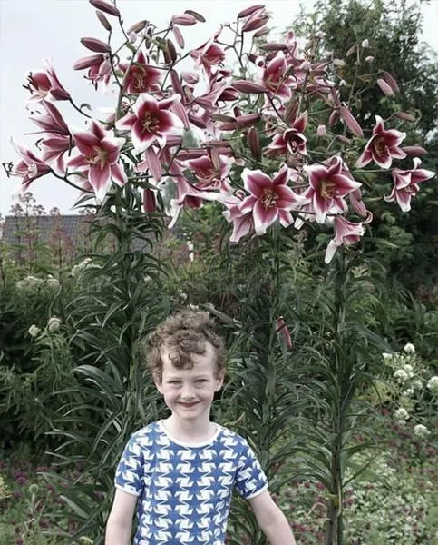Pielęgnacja lilii drzewiastych