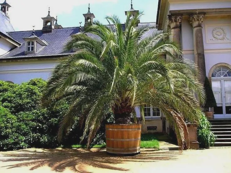 Pielęgnacja palm
