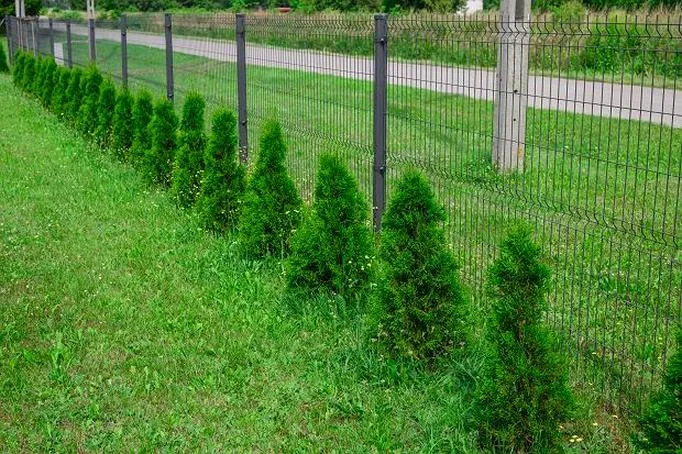 Pielęgnacja tui