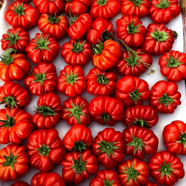 Pomidor marmande