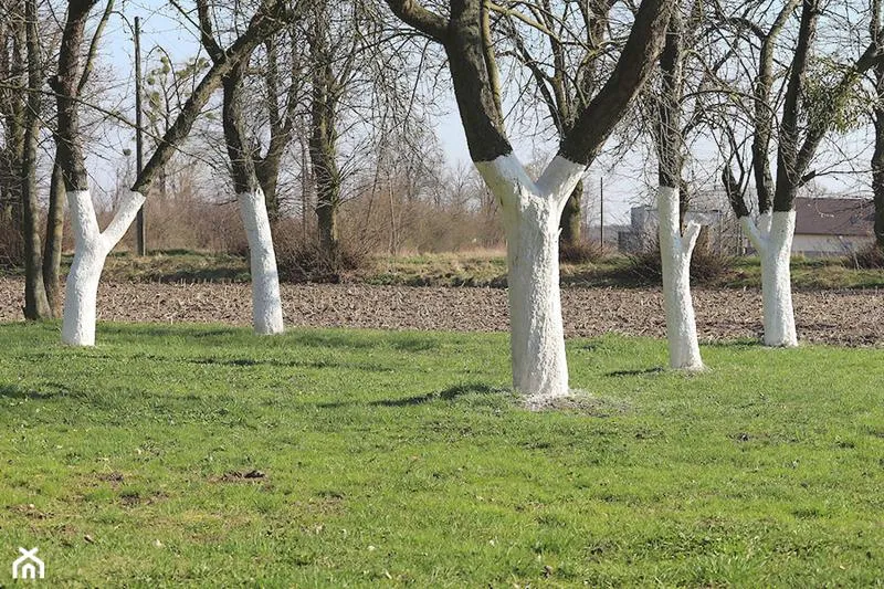 Prawidłowe bielenie