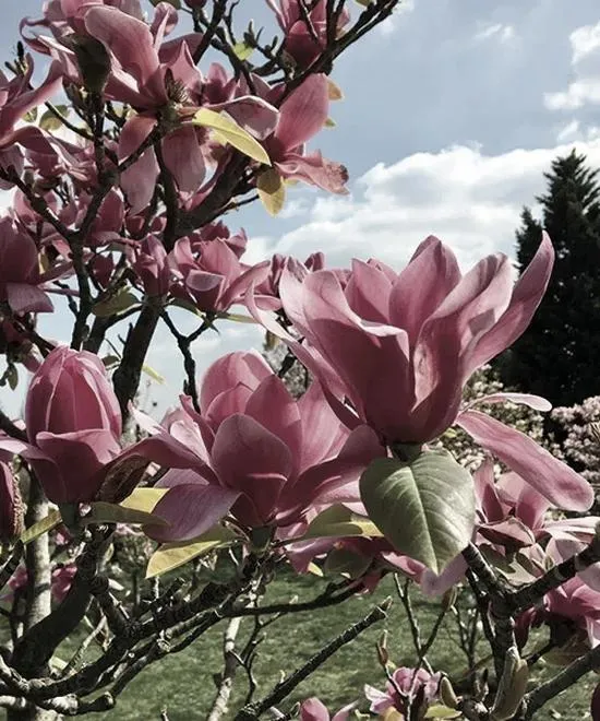 Przycinanie magnolii