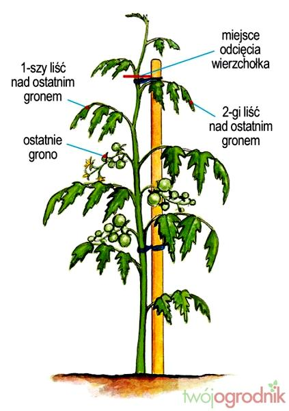 Przycinanie pomidorów koktajlowych