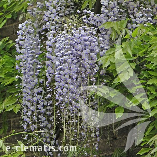 Przycinanie wisterii