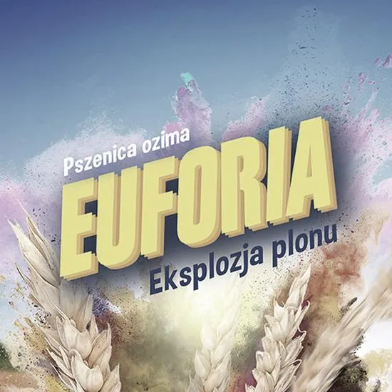 Pszenica Euforia