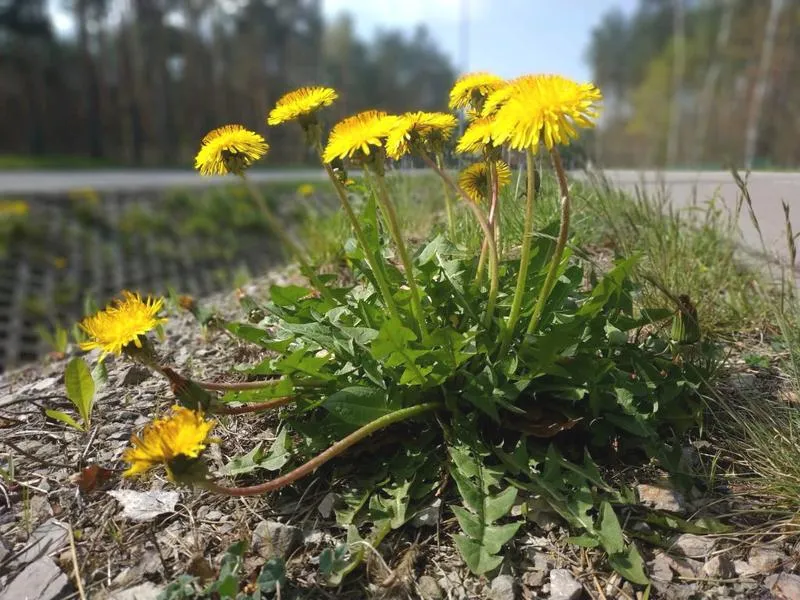Ręczne usuwanie chwastów