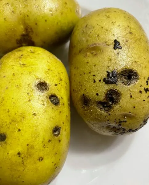 Rizoktonioza ziemniaka