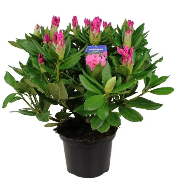 Rododendron w donicy