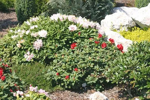 Rododendrony