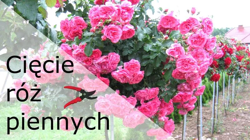 Róże na pniu