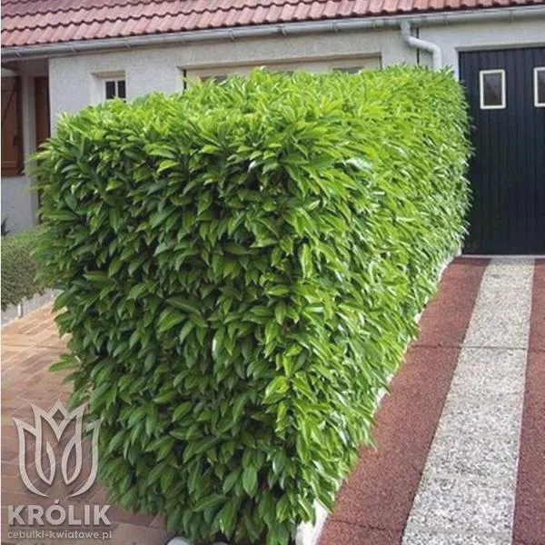 Rozmnażanie laurowiśni