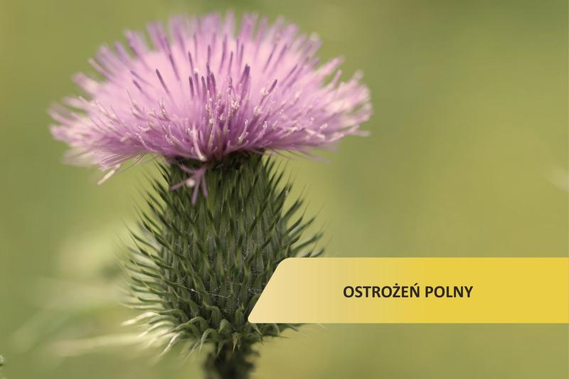 Rozpoznawanie chwastów