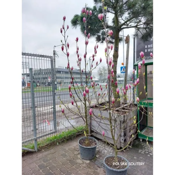 Sadzenie magnolii