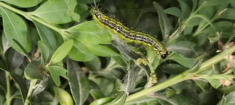 Skuteczne opryski