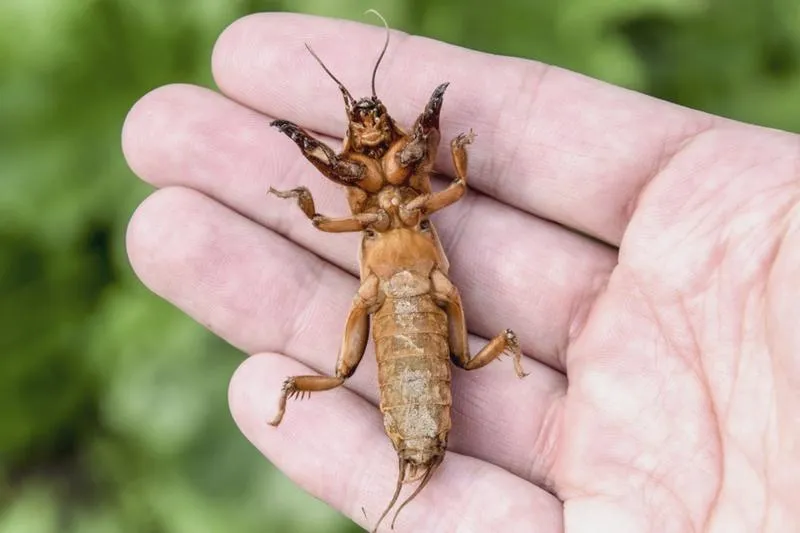 Sposoby na pozbycie się turkucia