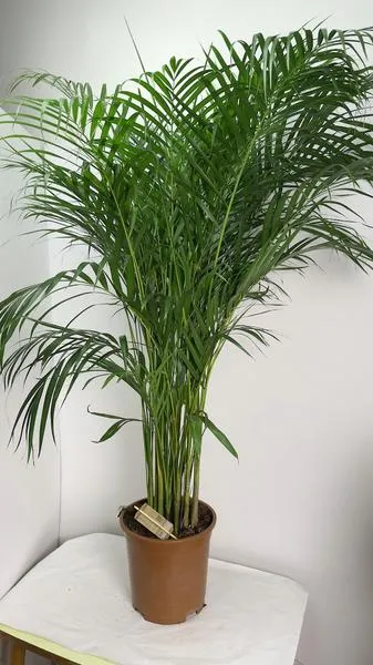 Szkodniki atakujące palmę