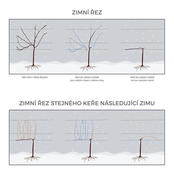 Techniki cięcia winorośli