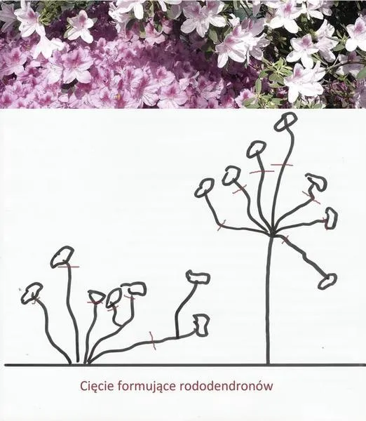 Terminy przycinania roślin