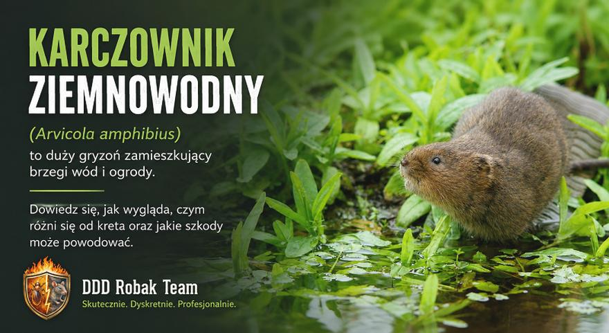 Trutka na karczownika