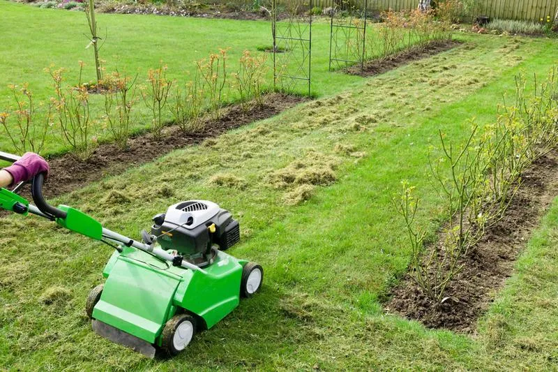 Wałowanie trawnika po zimie