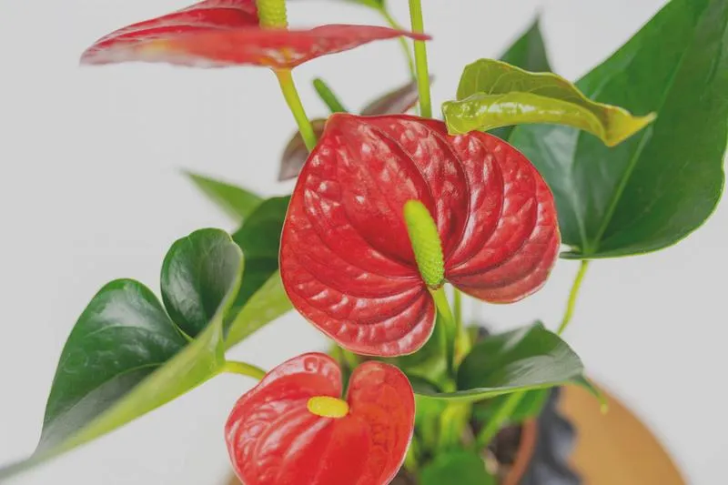 Właściwości ziemi dla anturium