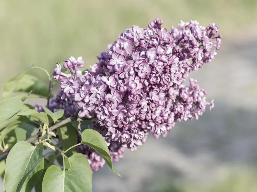 Wymagania glebowe lilaków