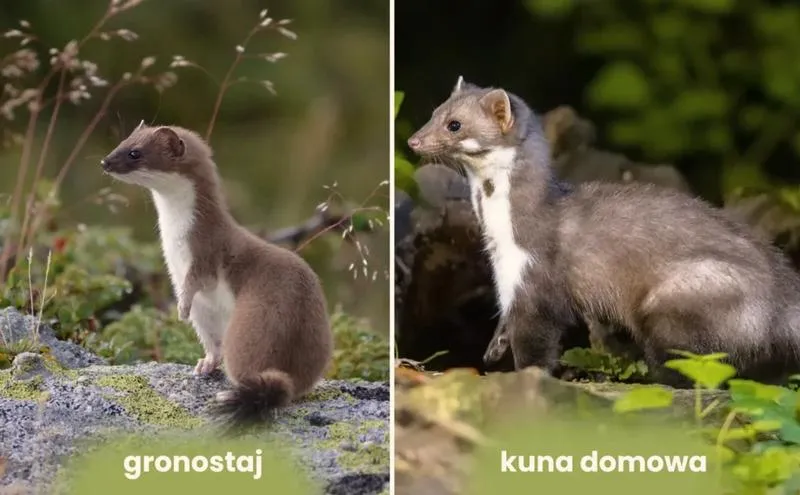 Wypłoszenie kun z poddasza