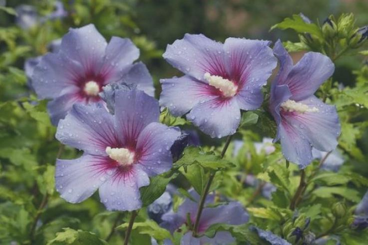 Zdrowy wzrost hibiskusa