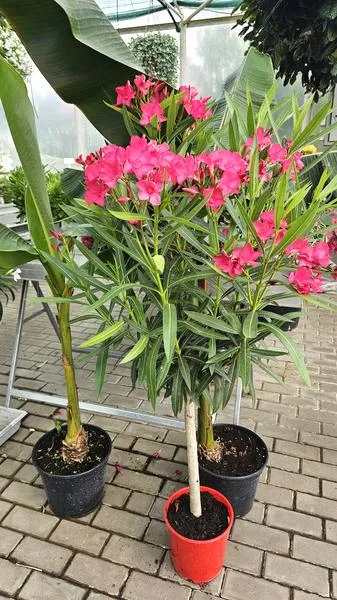 Zimowanie oleandra