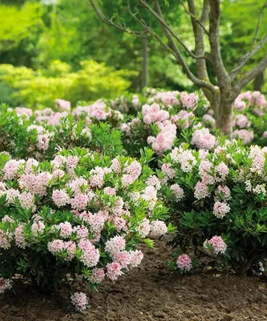 Zimowanie rododendronów