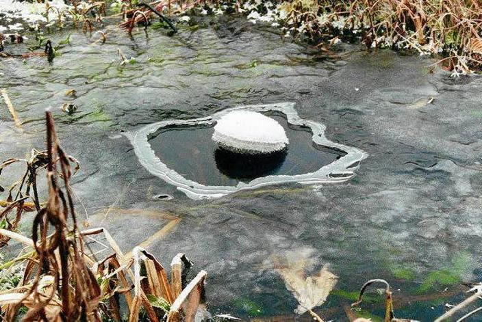 Zimowe przygotowanie roślin