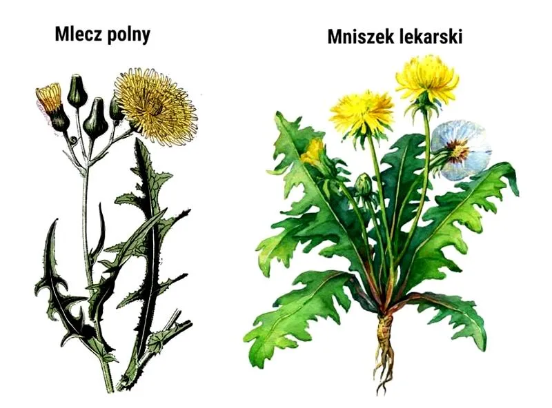 Żółte chwasty w ogrodzie