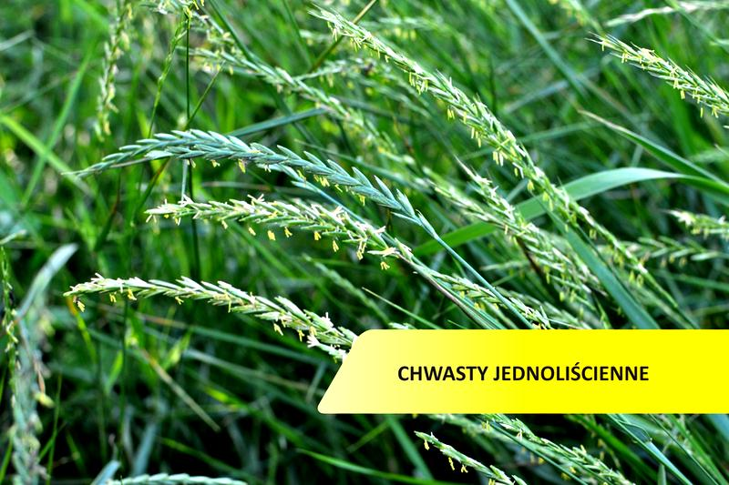 Zwalczanie chwastów
