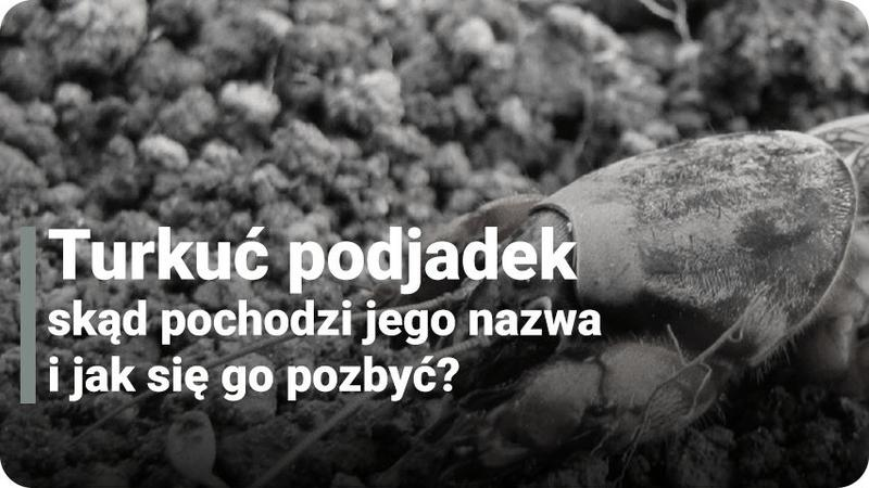 Zwalczanie turkucia podjadka
